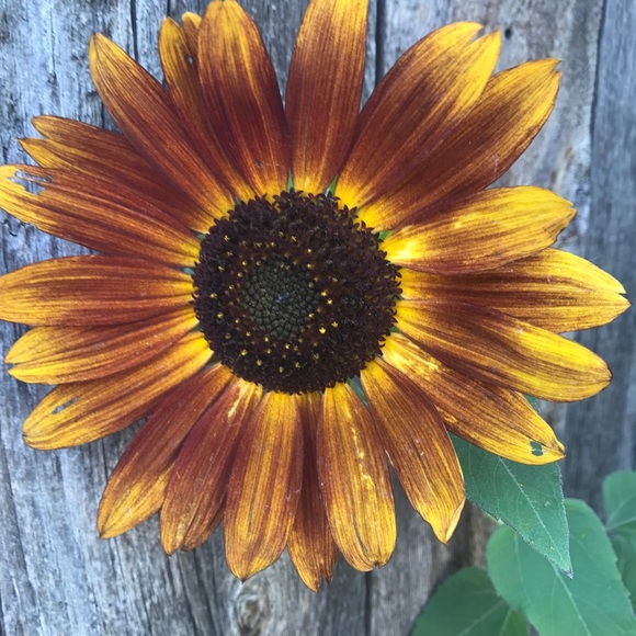 Meet your Posher, D - Picture 1 of 1